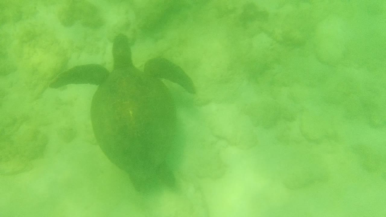 Sea turtle seen from above in hazy green water over a pale sandy and coral seabed in Cabo Pulmo, Mexico, with no visible people.