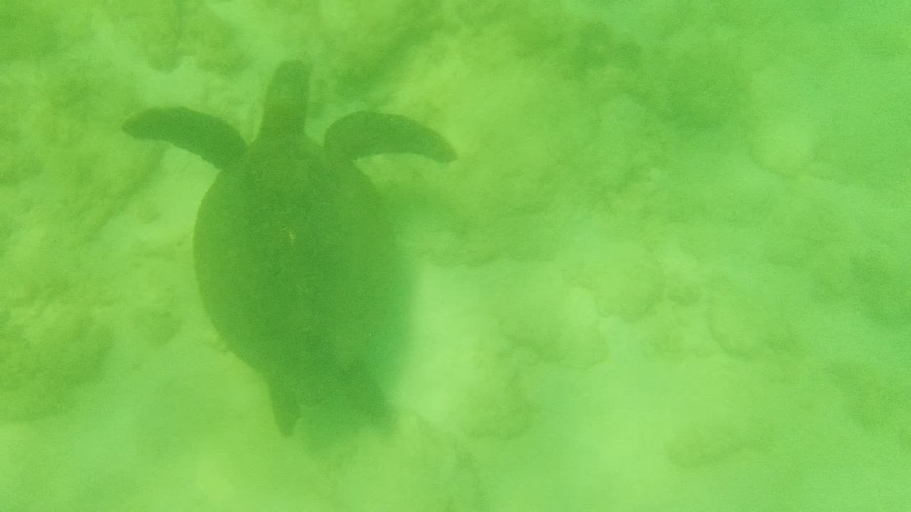 Sea turtle gliding above the seabed with flippers spread.