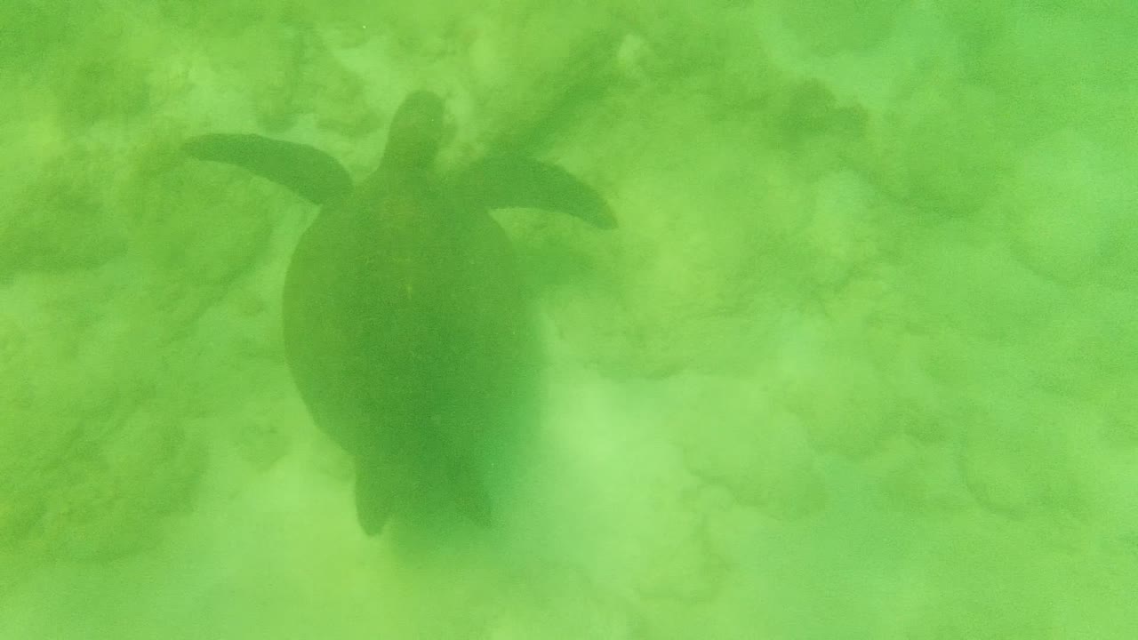 Sea turtle appears slightly farther across the frame as a dark silhouette against the pale sandy seabed and green underwater haze in Cabo Pulmo, Mexico, with no visible people.