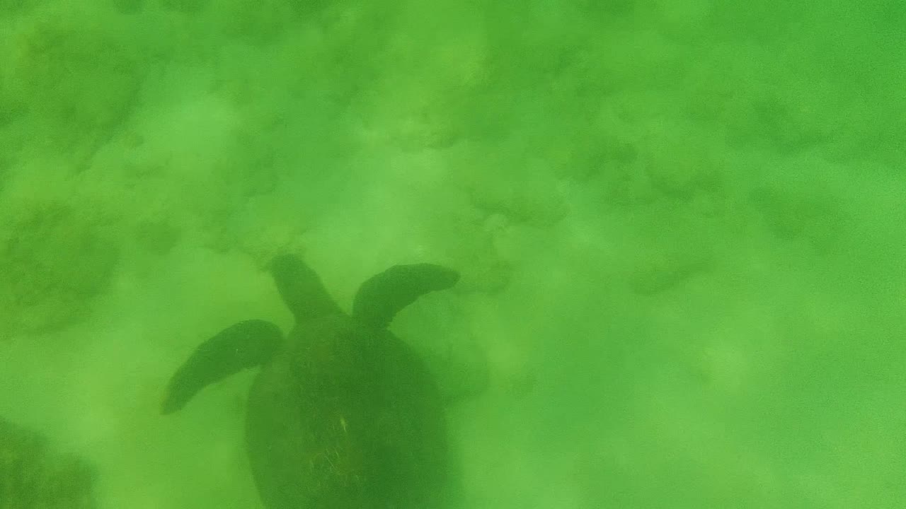 Sea turtle viewed from above in green shallow water over a rocky sandy seabed in Cabo Pulmo, with no visible people.