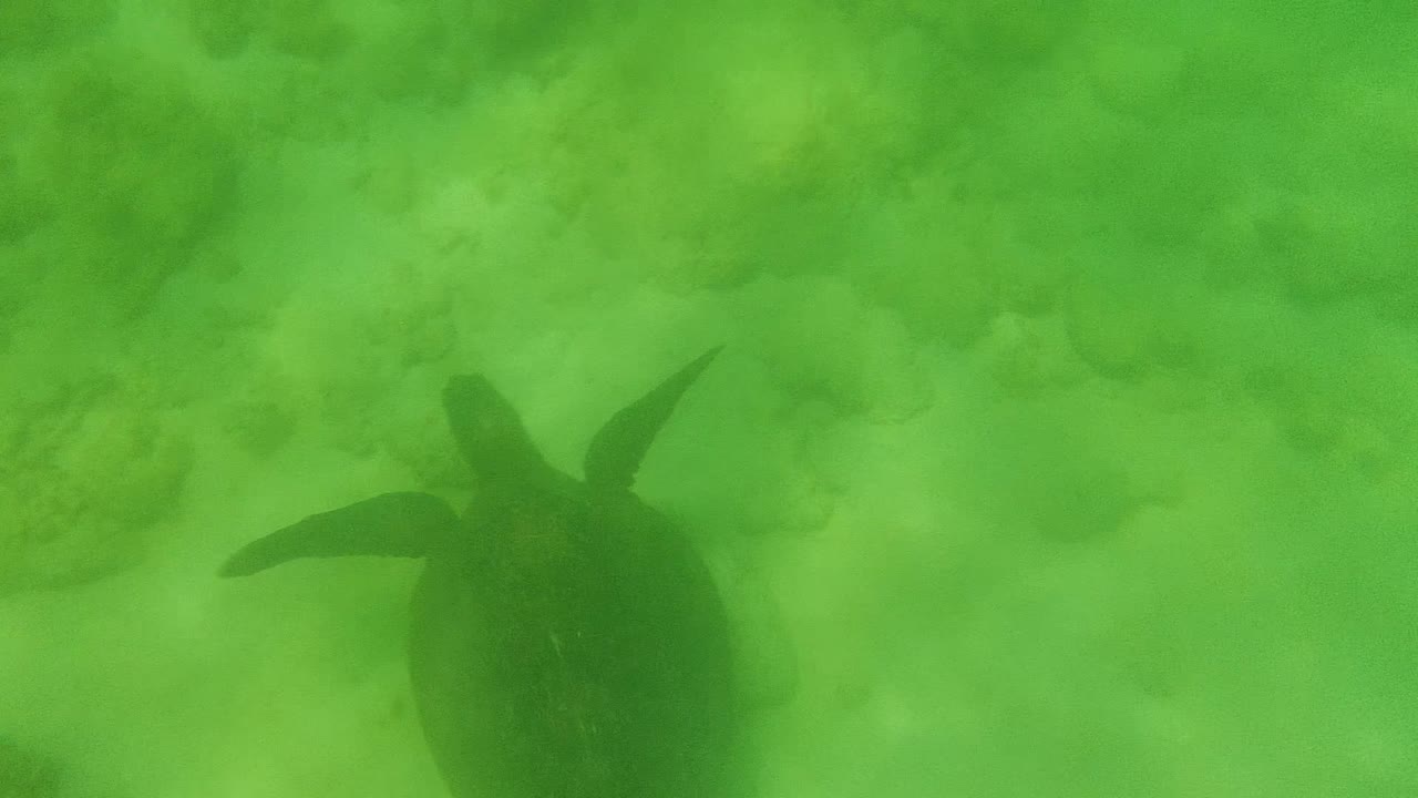 Sea turtle centered in green water above rocks and sand.
