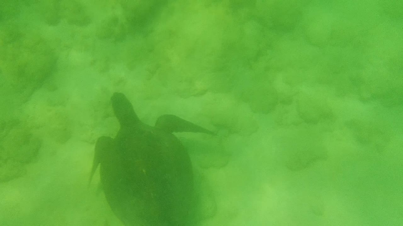 Sea turtle appears toward the right side of the green underwater frame in Cabo Pulmo, passing over pale rocks and sand with no visible people.