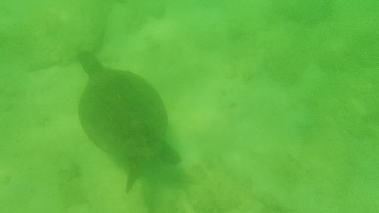 A sea turtle appears in the upper-left area of green underwater footage over a sandy bottom in Cabo Pulmo, Mexico, with no visible people.