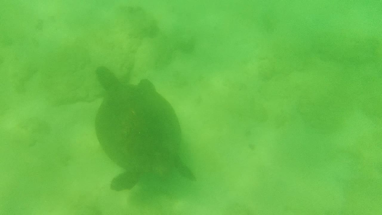 Sea turtle centered over sand in green underwater water.
