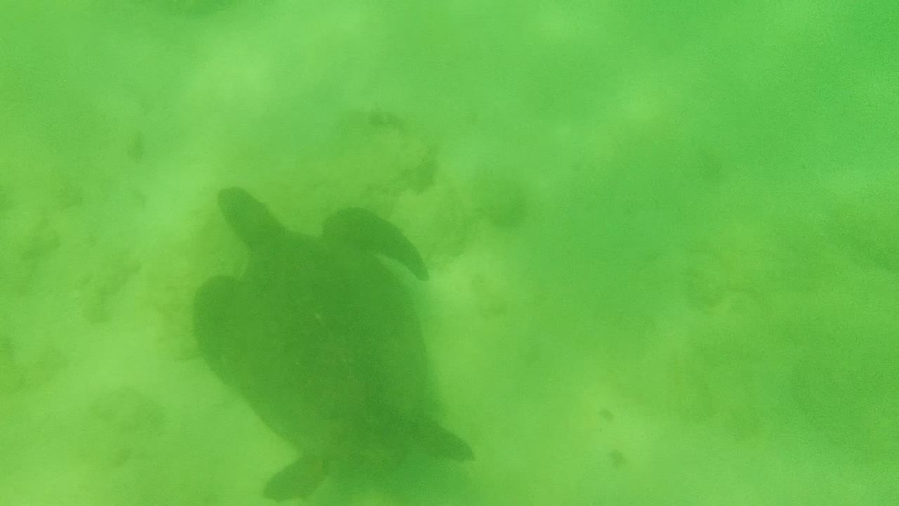A sea turtle moves toward the upper-right portion of the green underwater frame above the sandy floor in Cabo Pulmo, Mexico, with no visible people.