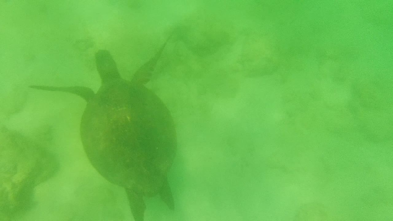 Sea turtle seen from above in shallow green water over rocks in Cabo Pulmo, Mexico, with no visible people.