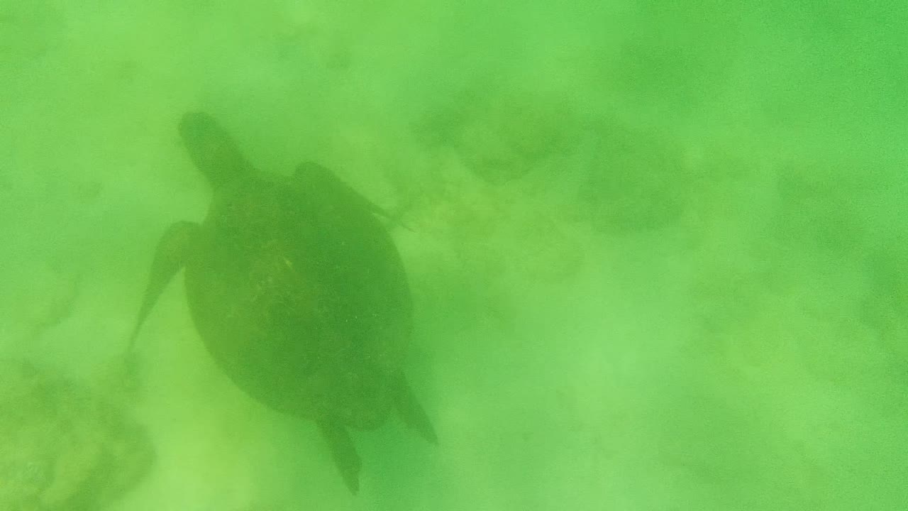 Sea turtle centered in green underwater haze above scattered rocks.