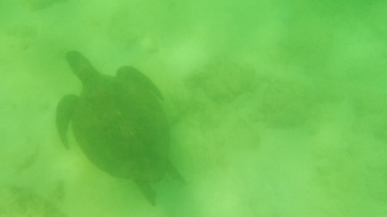 Sea turtle slightly farther right in the Cabo Pulmo water column above pale rocks, with no visible people.