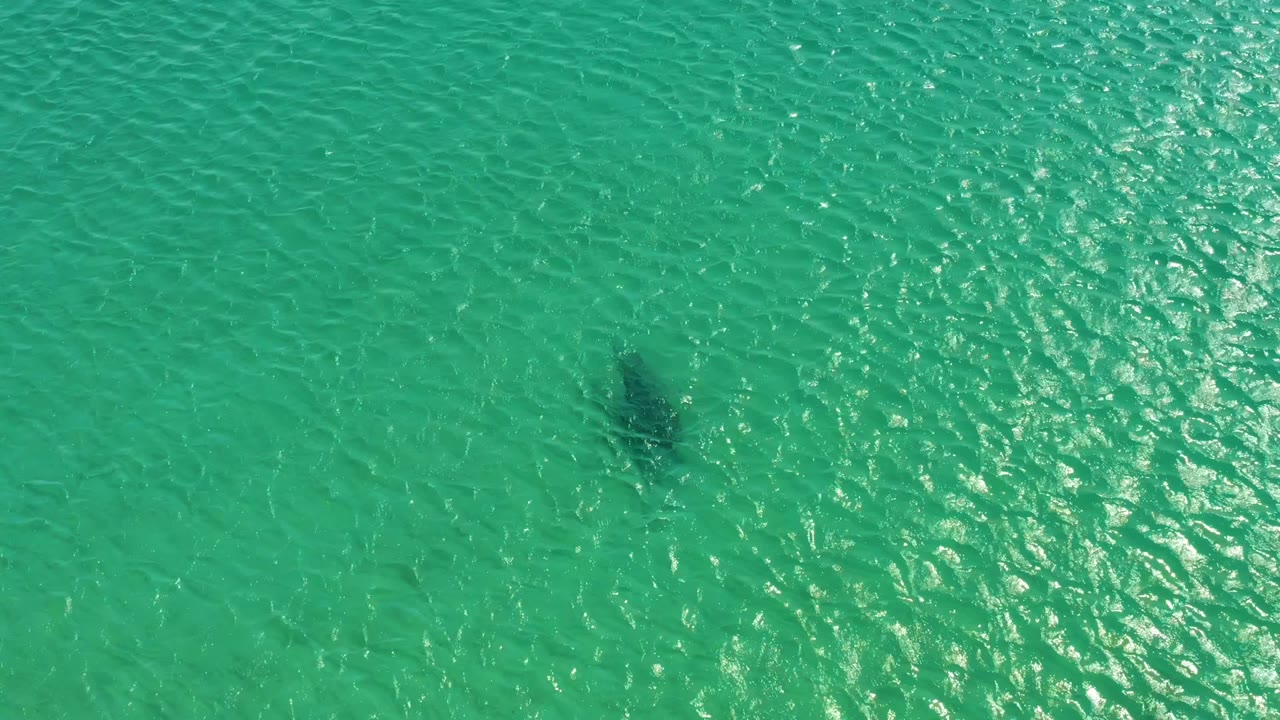 Overhead frame of a dolphin visible as a dark shape below rippled turquoise water at Los Frailes Los Cabos, Mexico, with no visible people.