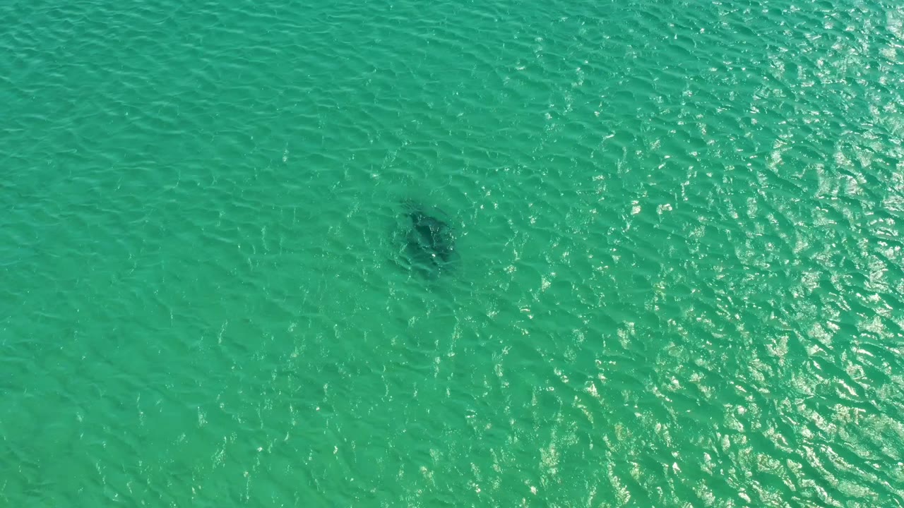 Dolphin moving under clear green water