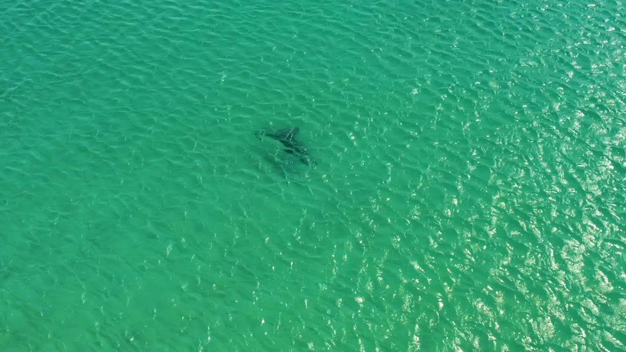 The dolphin appears as a compact dark silhouette under sunlit shallow turquoise water at Los Frailes Los Cabos, Mexico, with no visible people.
