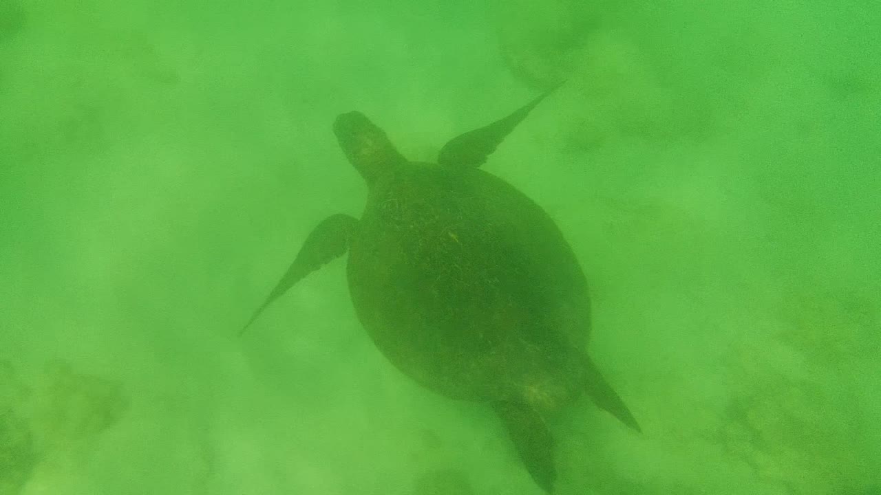 A sea turtle is seen from above in green ocean water at Cabo Pulmo, Baja California Sur, with a pale sandy bottom below and no visible people.