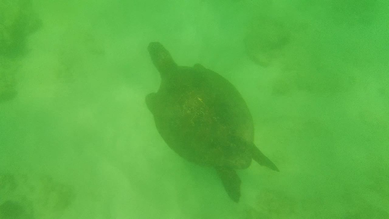 Sea turtle centered in green water above pale seabed.