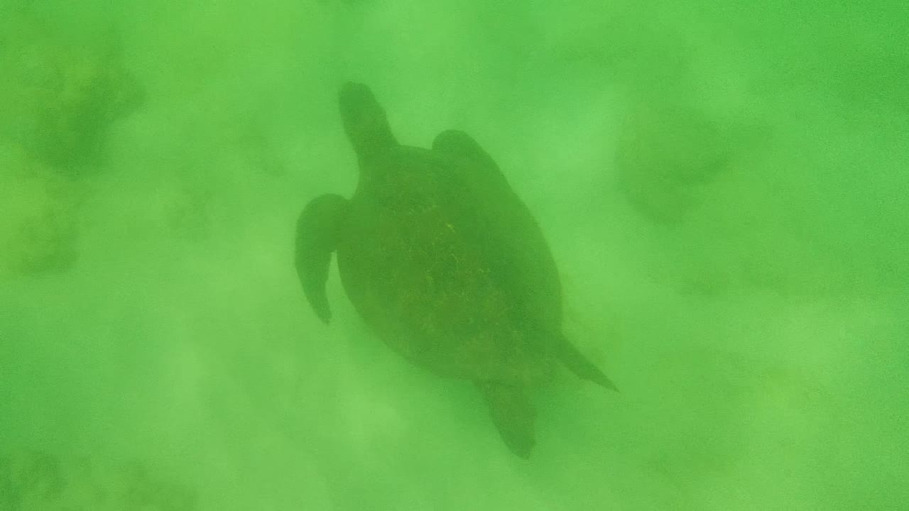 A sea turtle moves diagonally through green water at Cabo Pulmo, with one front flipper raised and the pale seabed visible beneath, no visible people.