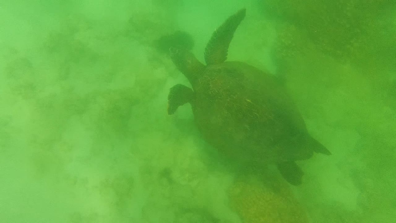 A sea turtle is viewed from above in green water over a pale seabed in Cabo Pulmo, Mexico, with no visible people.
