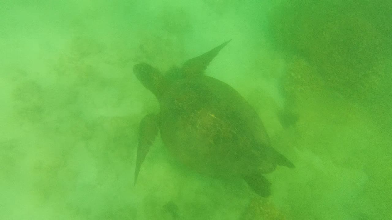 Sea turtle centered over a pale seabed in green water