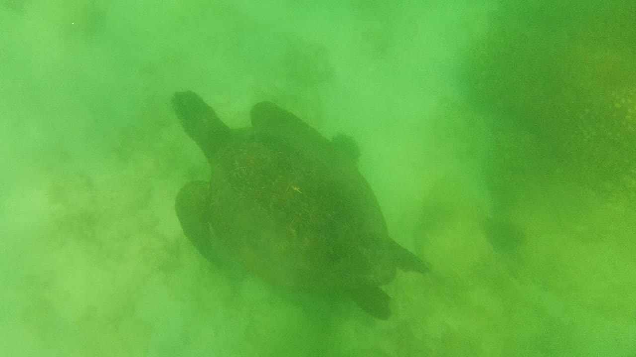 A sea turtle appears toward the right side of the frame, angled over the green-tinted ocean floor in Cabo Pulmo, with no visible people.