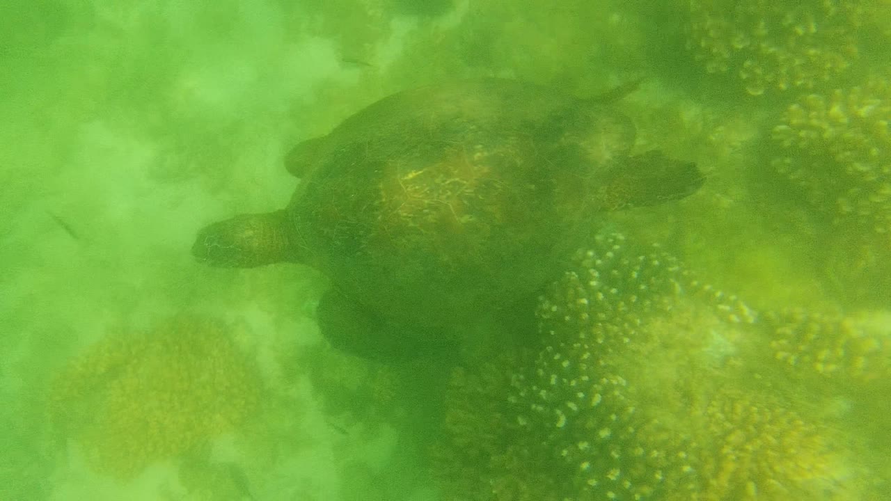 Sea turtle seen from above in green water near yellow coral at Cabo Pulmo, with hazy reef texture below and no visible people.