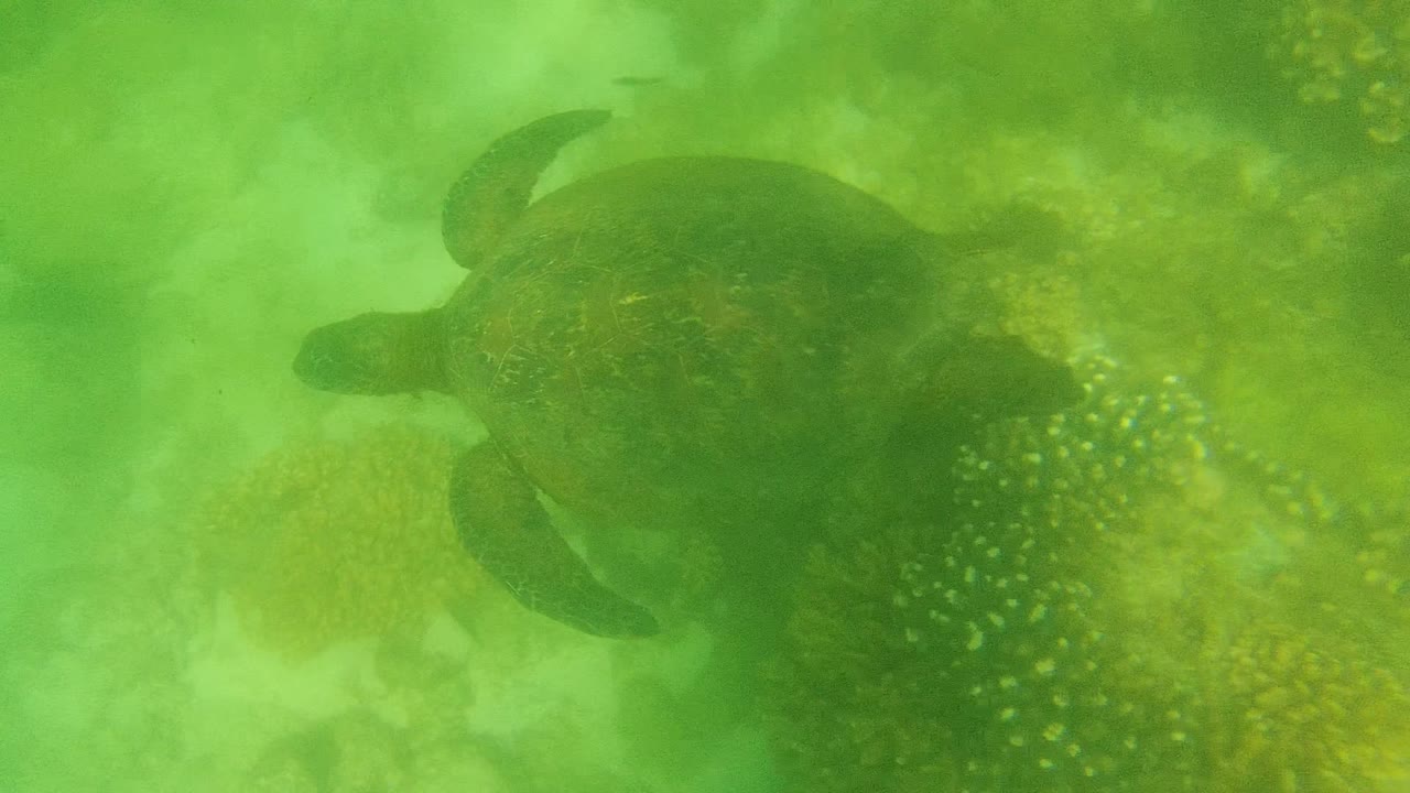 Sea turtle gliding over reef and yellow coral