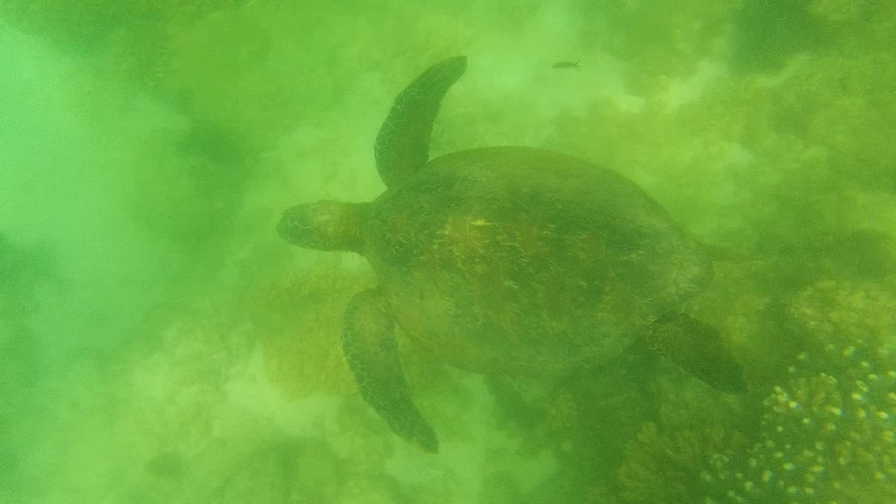 Sea turtle shifted toward the right side of the Cabo Pulmo frame, swimming through green water above coral patches with no visible people.