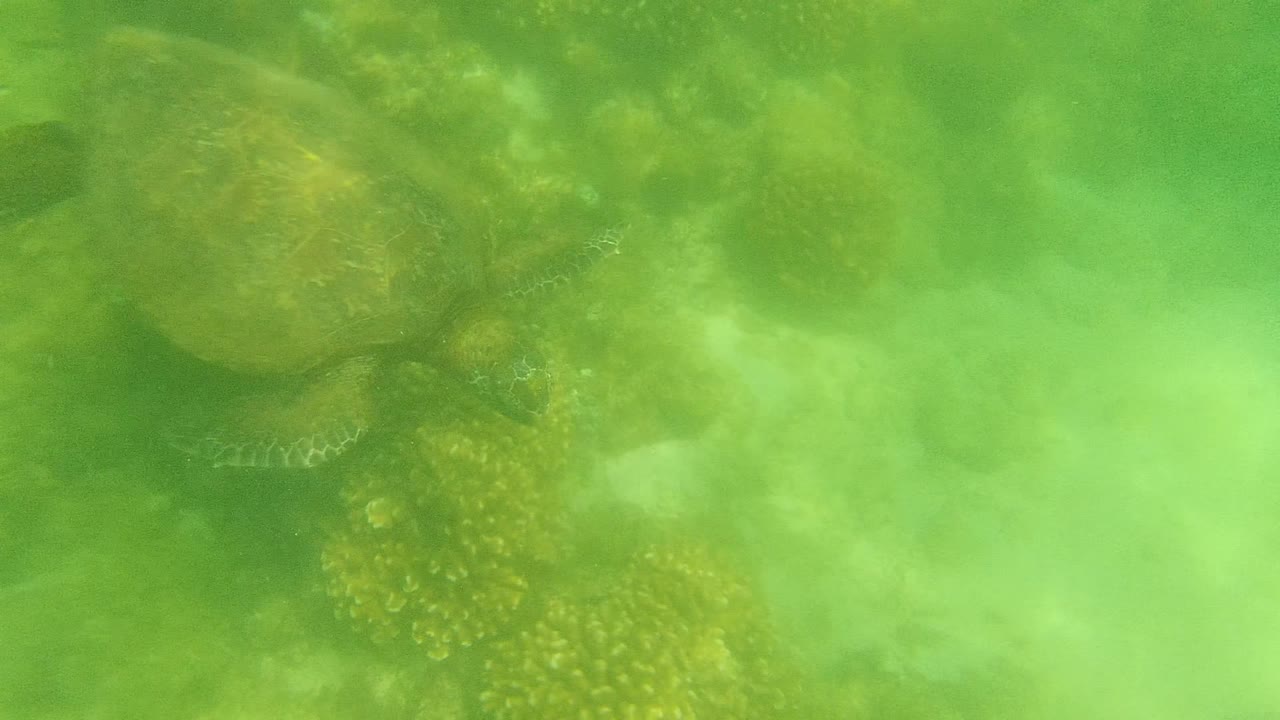 A sea turtle appears close to the left side of the frame in green underwater light at Cabo Pulmo, with coral texture below and no visible people.
