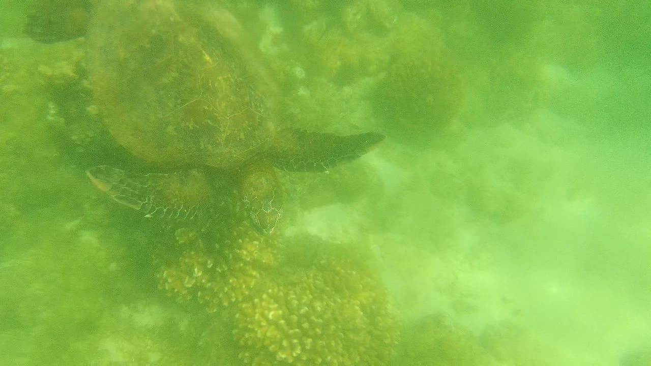 Sea turtle centered over pale reef bottom.