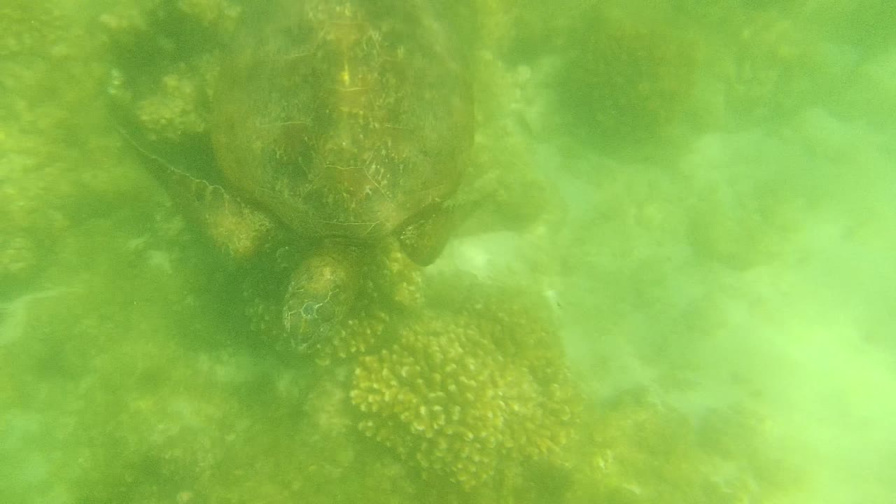 A closer view at Cabo Pulmo shows the turtle's shell, head area, and flippers softened by suspended green water, with no visible people.