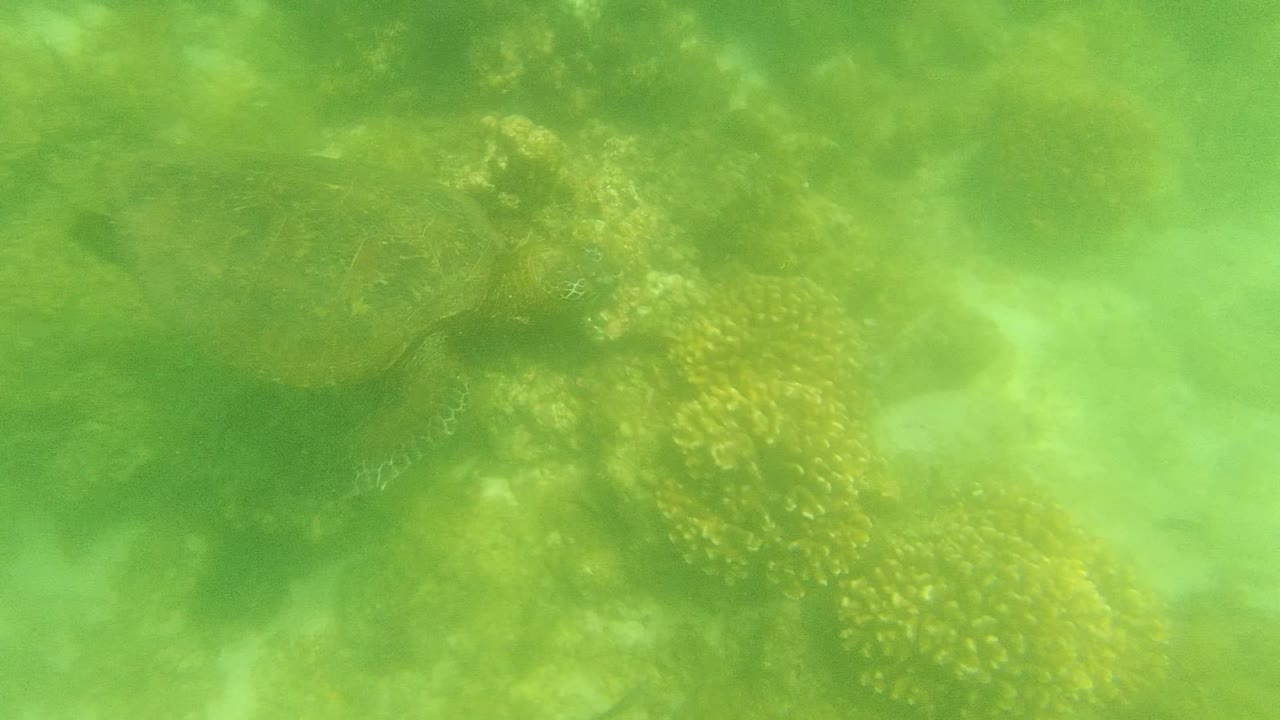 A sea turtle swims over coral in green water at Cabo Pulmo, with a blue diver flipper entering near the top edge and no visible people.