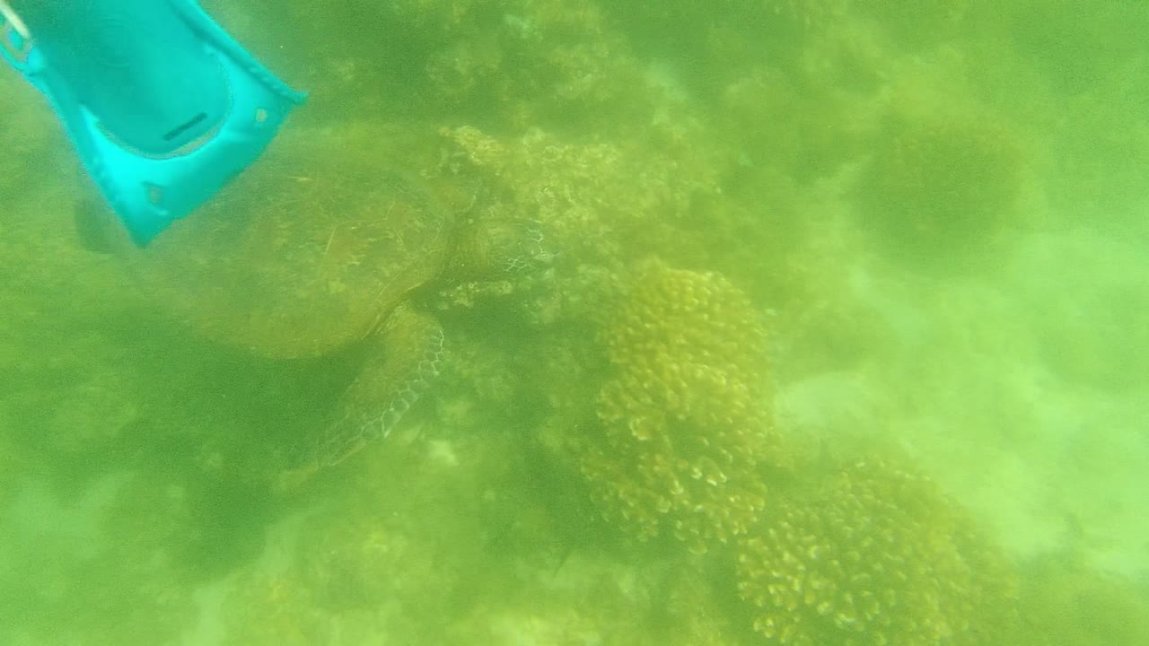 Sea turtle swimming close to coral in green water.