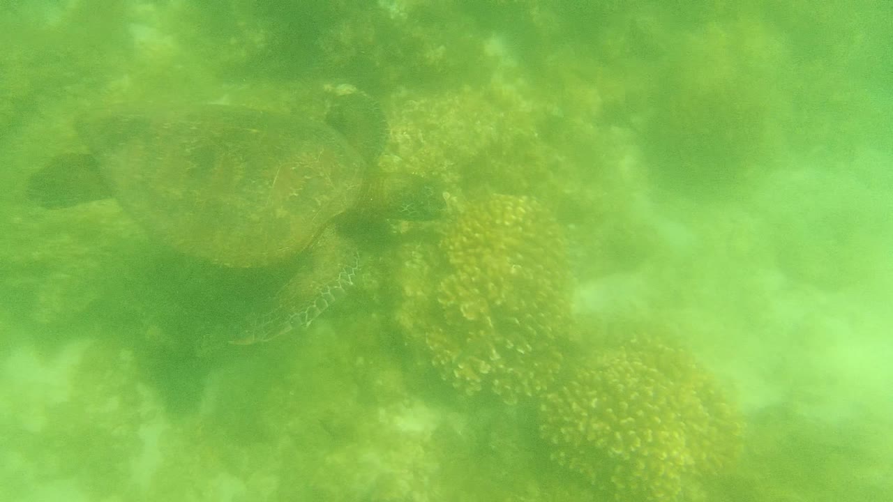 The turtle remains near the coral in Cabo Pulmo's green water, partly softened by suspended sand or bubbles, with no visible people.