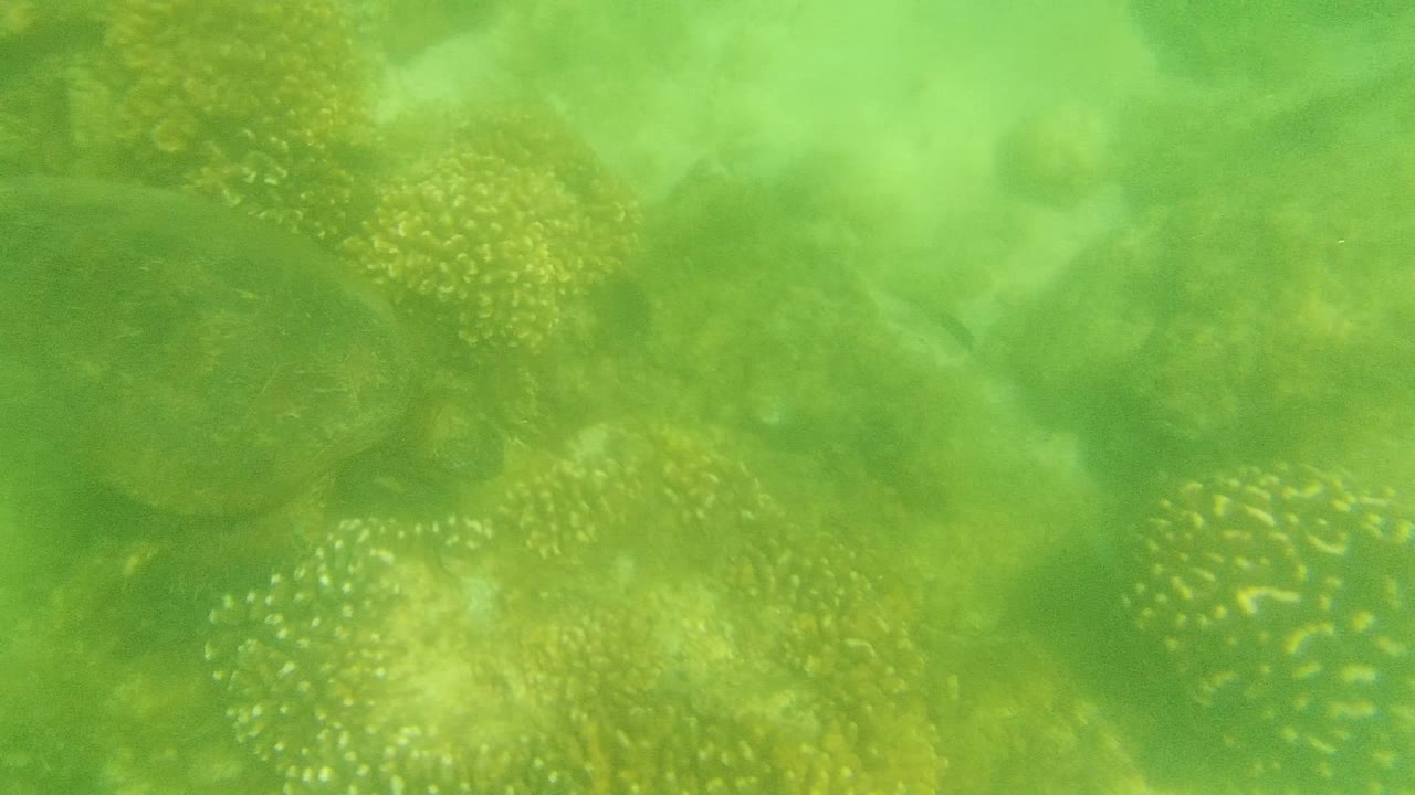 A sea turtle blends into rounded coral formations in green underwater visibility near Cabo Pulmo, Baja California Sur, with no visible people.