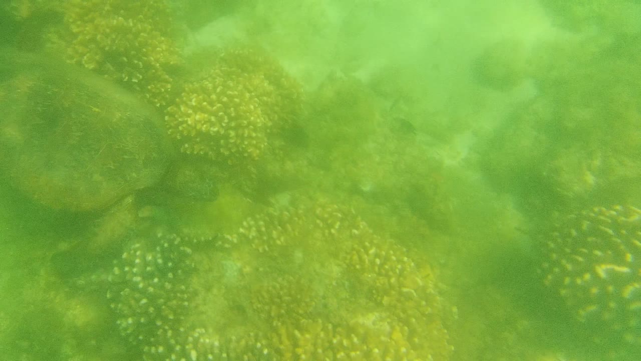 Sea turtle partly obscured by hazy water over coral.