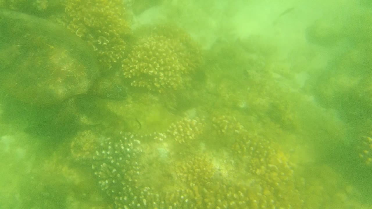 A dark sea turtle shape sits among yellow-green coral heads and pale reef areas in Cabo Pulmo, Baja California Sur, with no visible people.