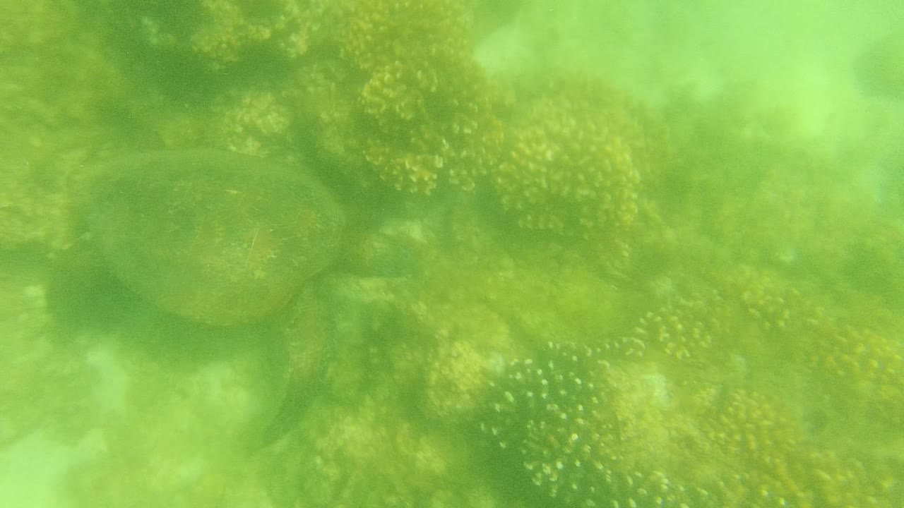 At 0:00, a sea turtle is partly obscured by green underwater haze and coral formations in Cabo Pulmo, Mexico, with no visible people.