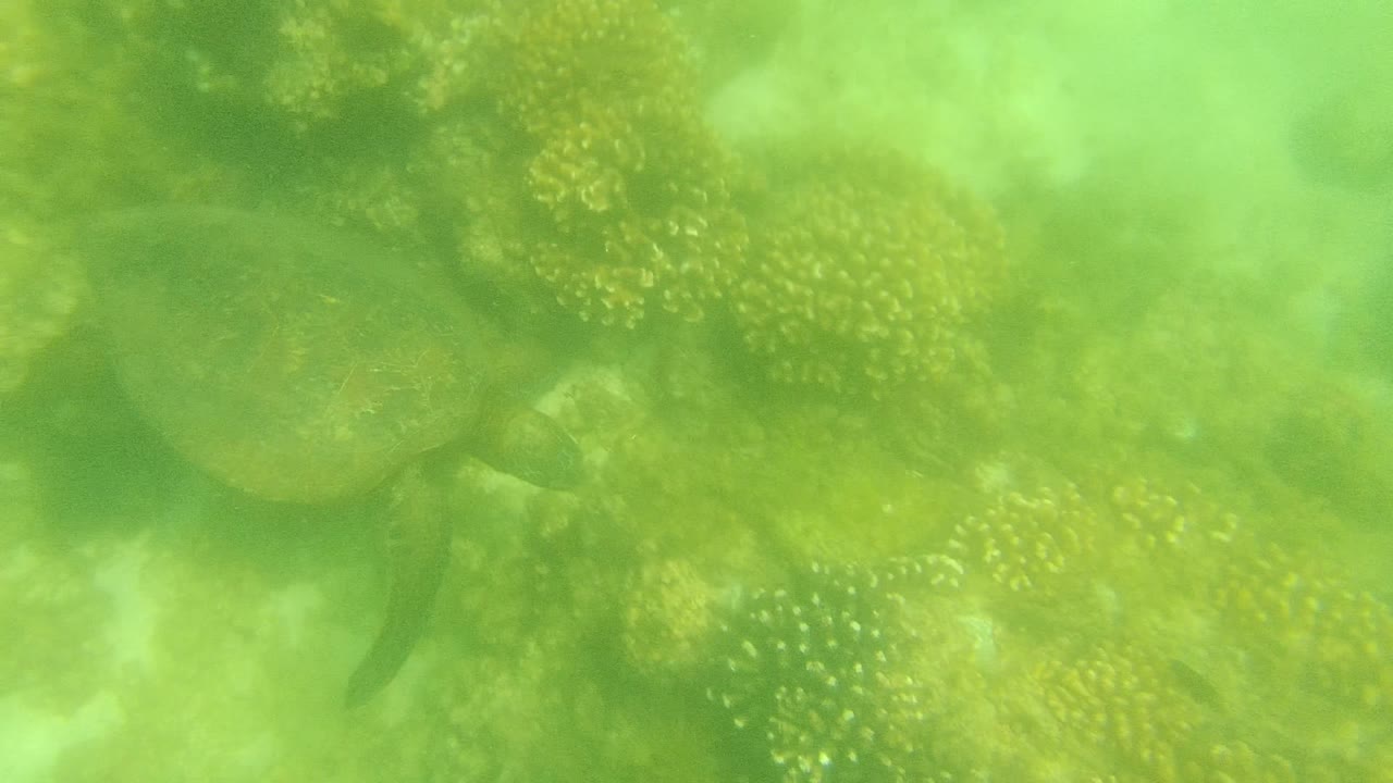 Sea turtle centered beside clustered coral underwater.
