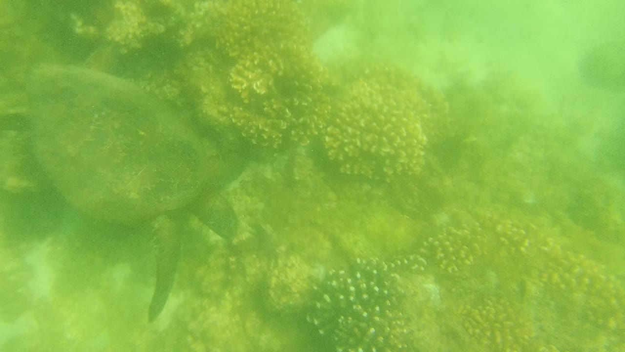 At 0:02, the turtle appears closer to the right side of the underwater frame as coral and cloudy green water fill the background in Cabo Pulmo, Mexico, with no visible people.