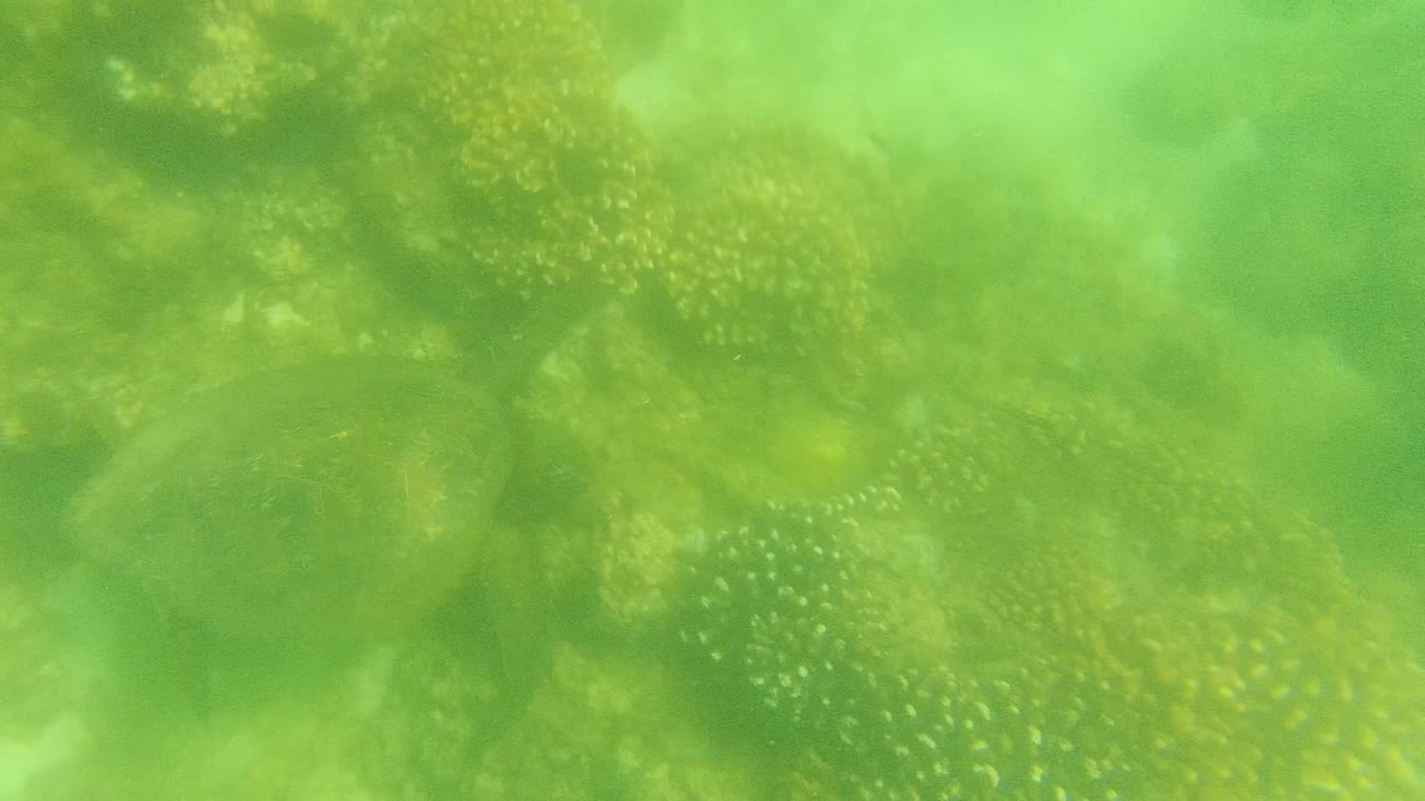 At 0:00, a sea turtle is partly obscured by green water and reef coral in Cabo Pulmo, Mexico, with no visible people.