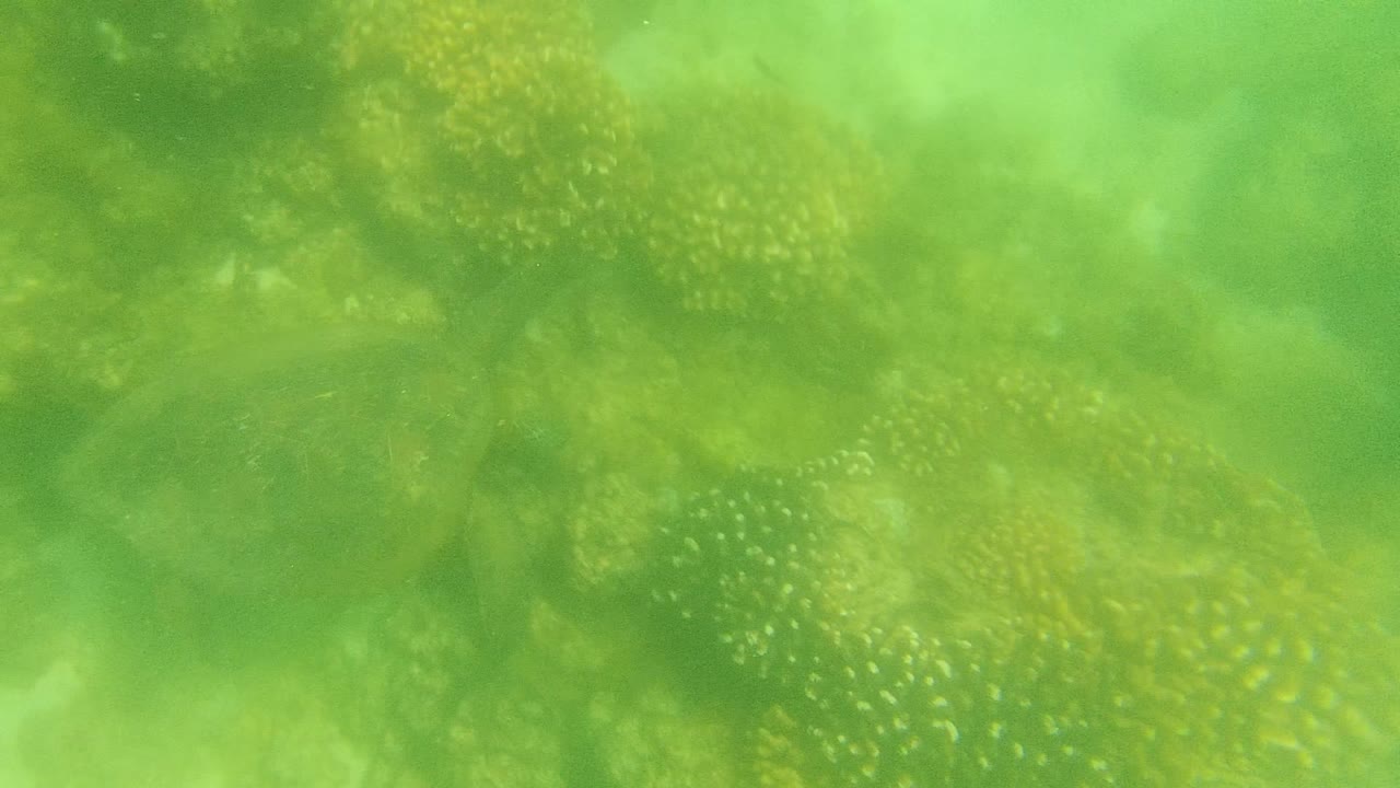 Patterned sea turtle shell near coral through murky green water.
