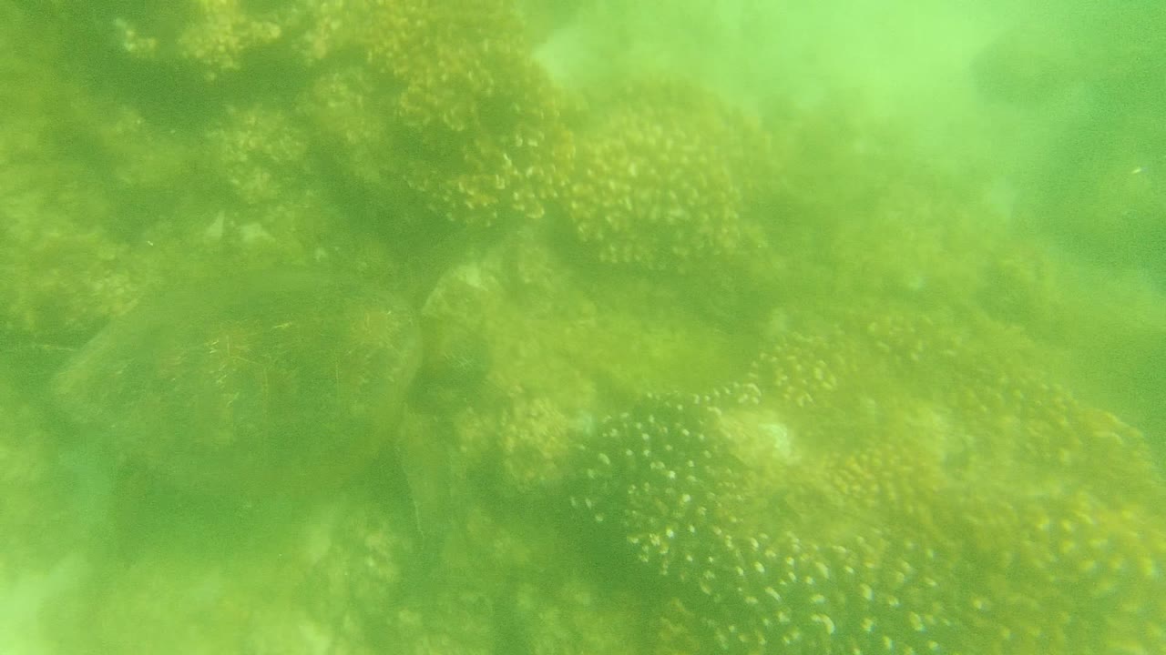 At 0:02, the sea turtle remains low in the frame among coral heads, with brighter green water reducing contrast and no visible people.