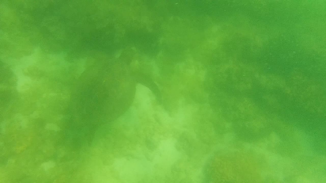 A sea turtle is faintly visible in green water over reef texture in Cabo Pulmo, Baja California Sur, Mexico, with no visible people.