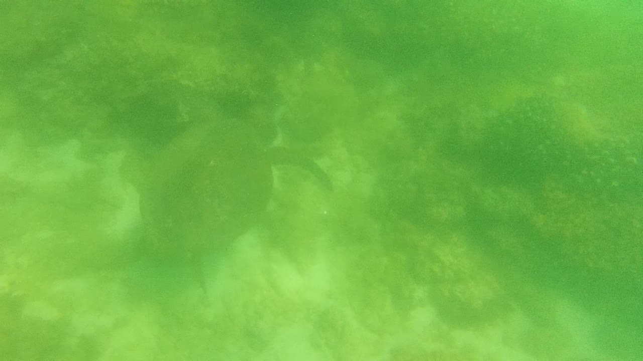 Sea turtle body and shell shape amid green water and coral.