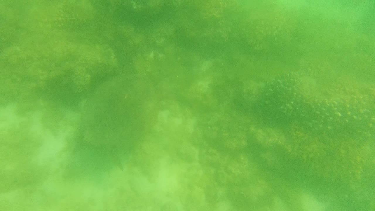 A sea turtle appears mid-frame in green water with coral and sandy reef texture below in Cabo Pulmo, Baja California Sur, and no visible people.