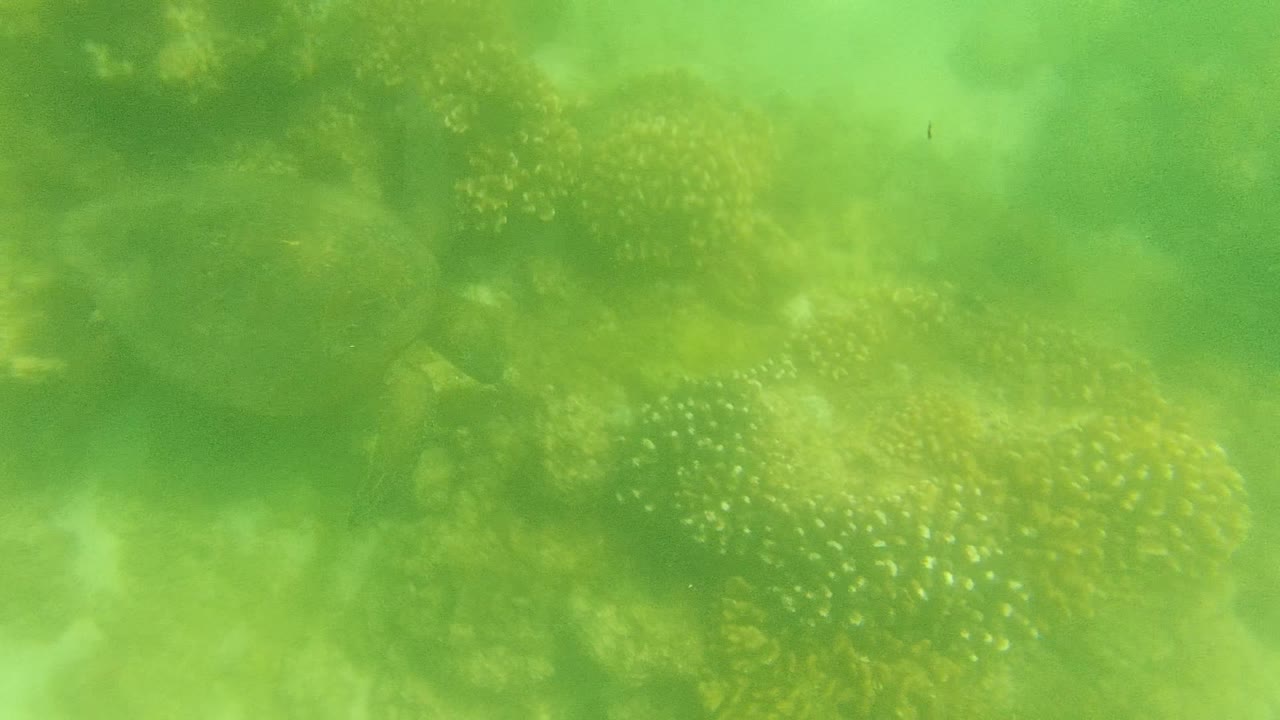 Green-tinted underwater view of coral reef formations in Cabo Pulmo, Baja California Sur, Mexico, with cloudy water and no visible people.