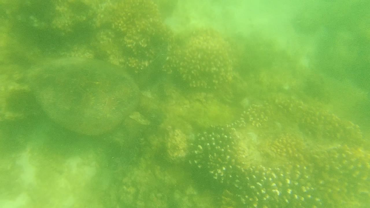 Rounded coral heads remain visible through murky green water in Cabo Pulmo, with suspended haze softening the background and no visible people.