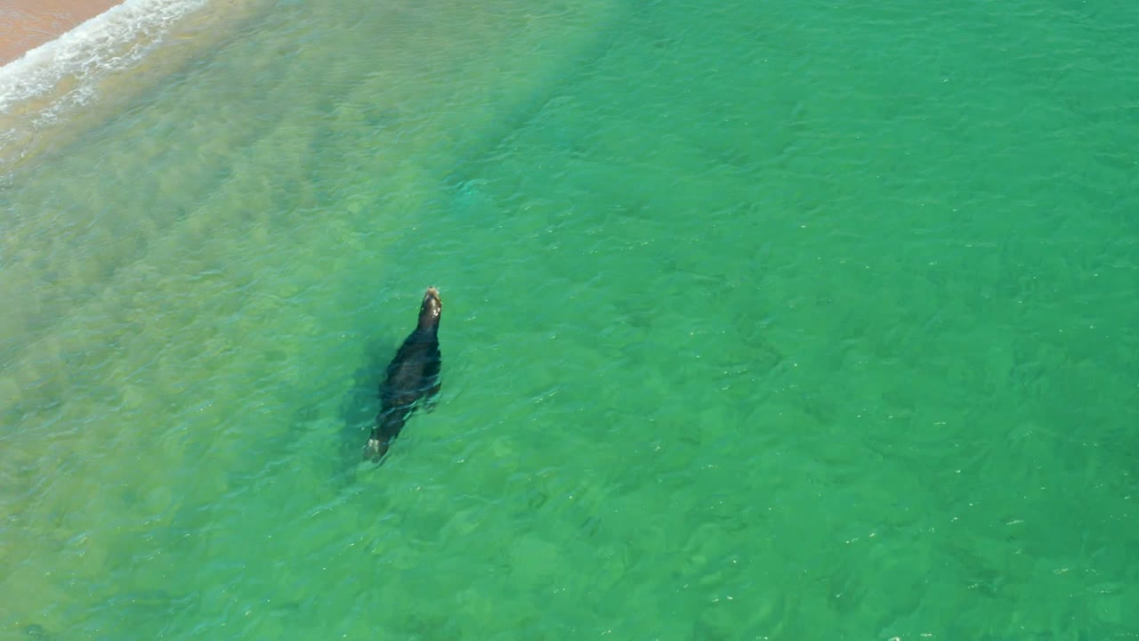 A sea lion is visible near the surface in clear shallow water at Los Frailes, Los Cabos, with the sandy beach and white wash at the upper left and no visible people.