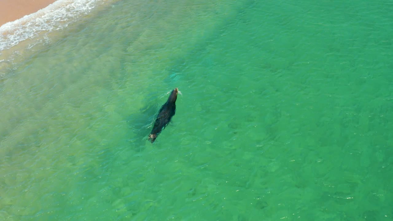 Sea lion swimming diagonally through shallow turquoise water near the beach wash.