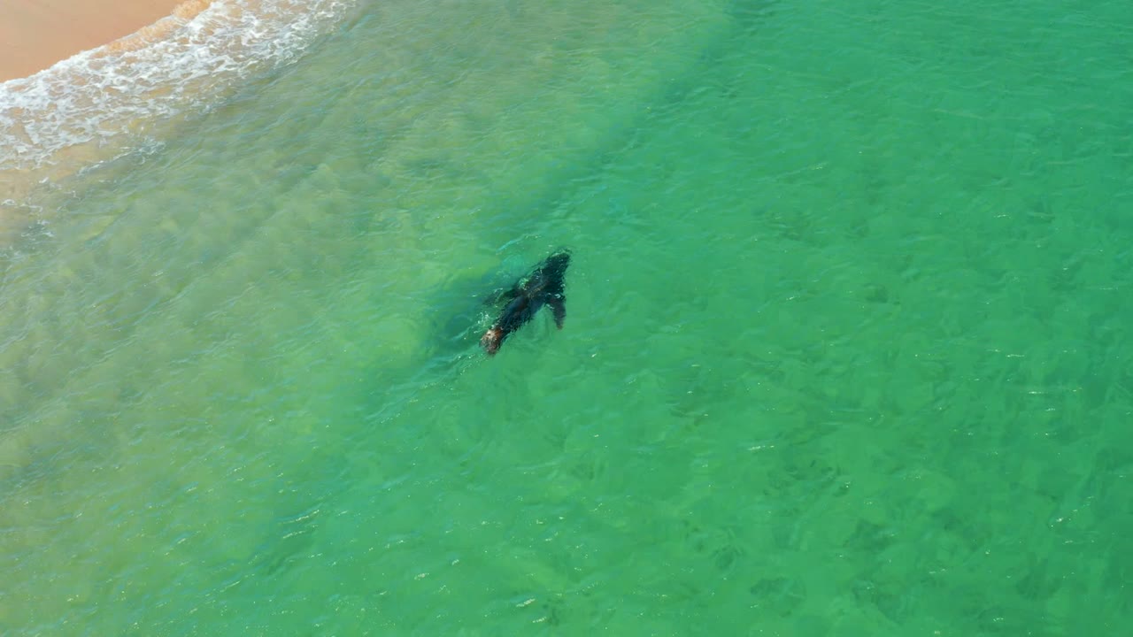 The sea lion appears darker and partly submerged in the shallow green water at Los Frailes, Los Cabos, while the foamy shoreline remains in the upper-left corner and no people are visible.
