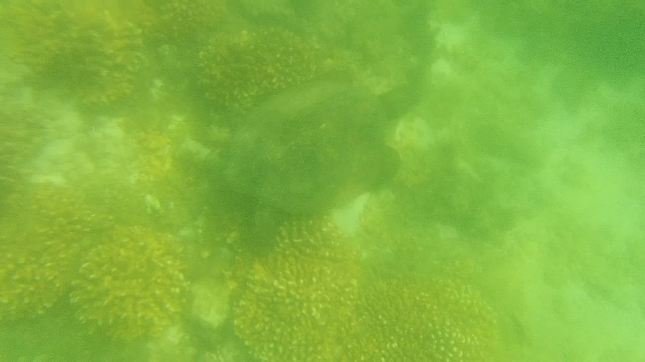 At 0:00, a sea turtle is partly obscured in green water above coral reef texture in Cabo Pulmo, Mexico, with no visible people.