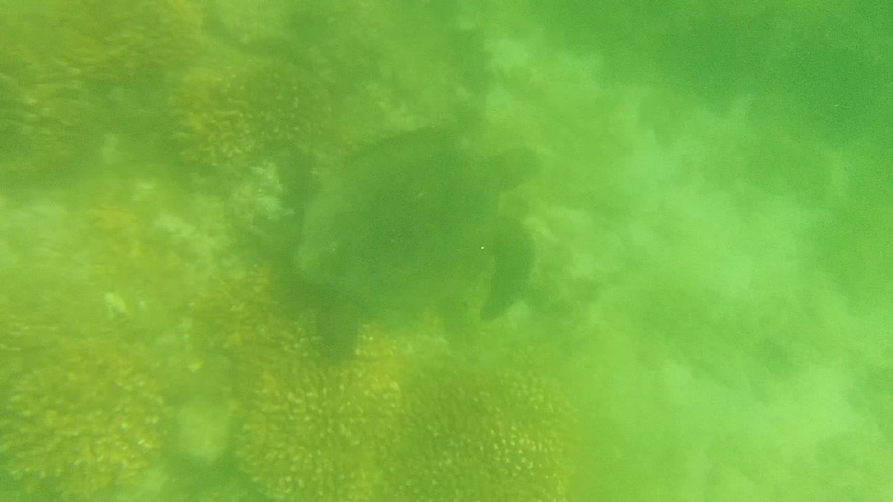 Sea turtle moving through green underwater haze over reef.