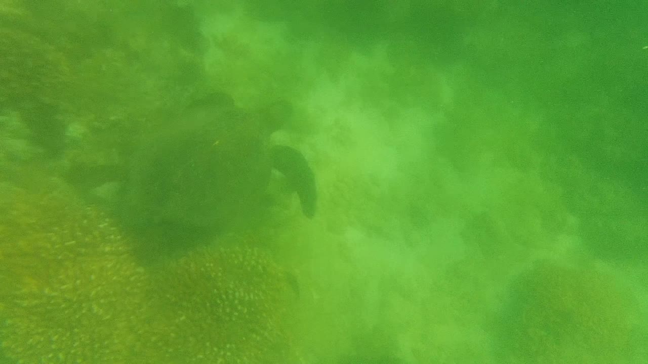 At 0:02, a dark turtle form is visible against green underwater water and coral reef texture in Cabo Pulmo, Mexico, with no visible people.